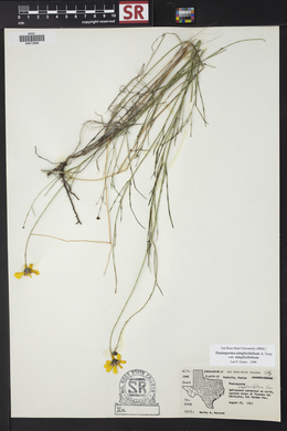 Thelesperma simplicifolium var. simplicifolium image
