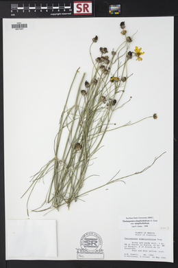 Thelesperma simplicifolium var. simplicifolium image