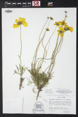 Thelesperma filifolium image