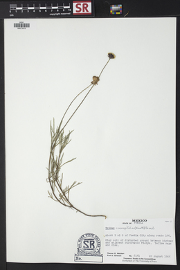 Tridax coronopifolia image