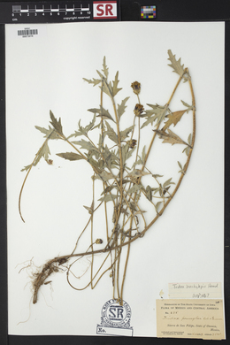 Tridax brachylepis image