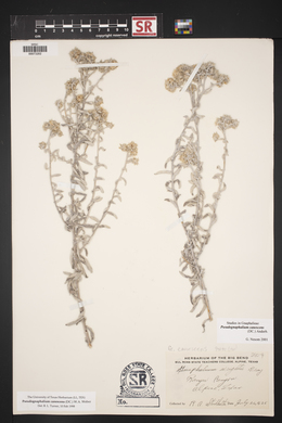 Pseudognaphalium canescens subsp. canescens image