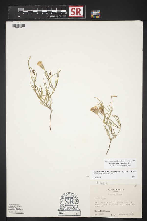 Porophyllum greggii image
