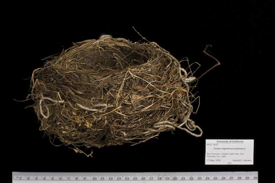 nest