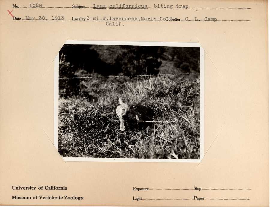 Lynx rufus californicus