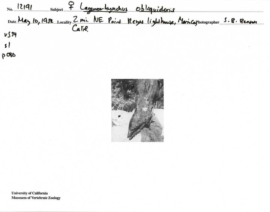 Lagenorhynchus obliquidens
