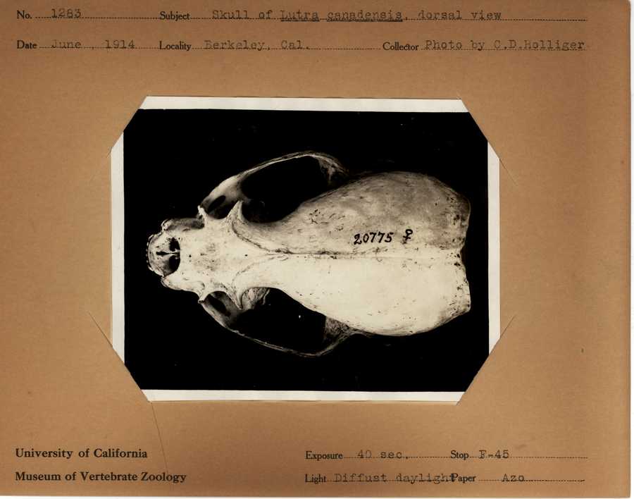 Lontra canadensis brevipilosus