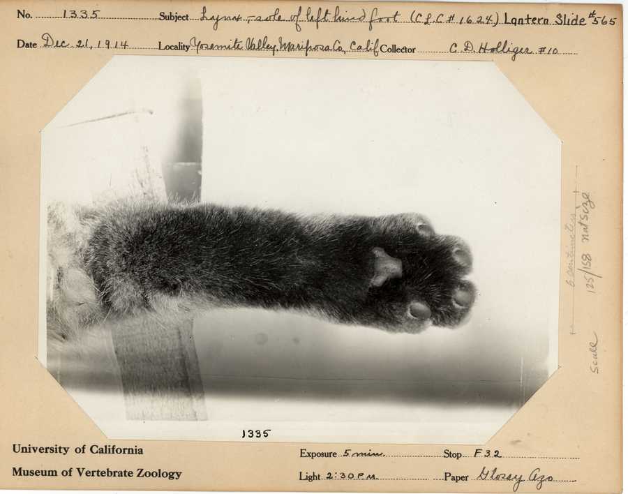 Lynx rufus californicus