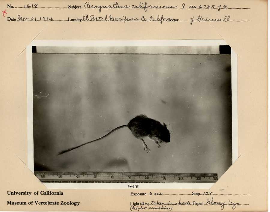 Chaetodipus californicus dispar