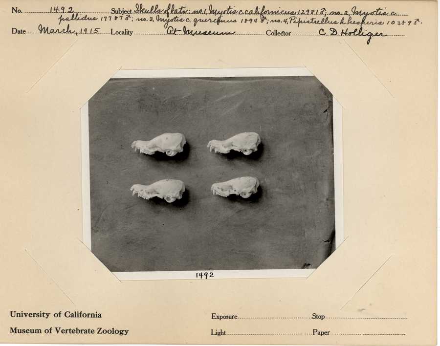 Myotis californicus californicus