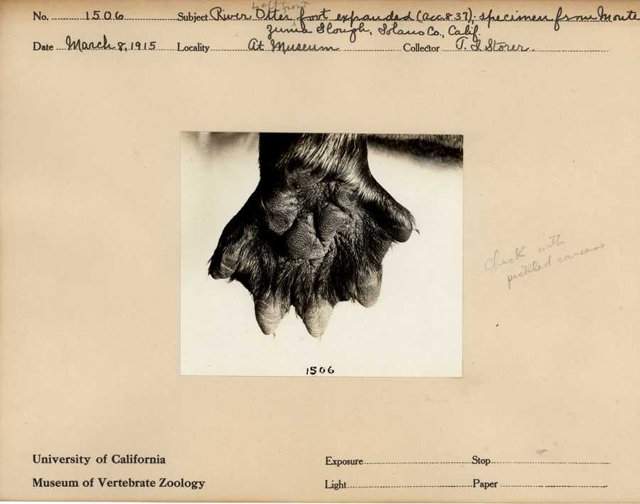 Lontra canadensis brevipilosus