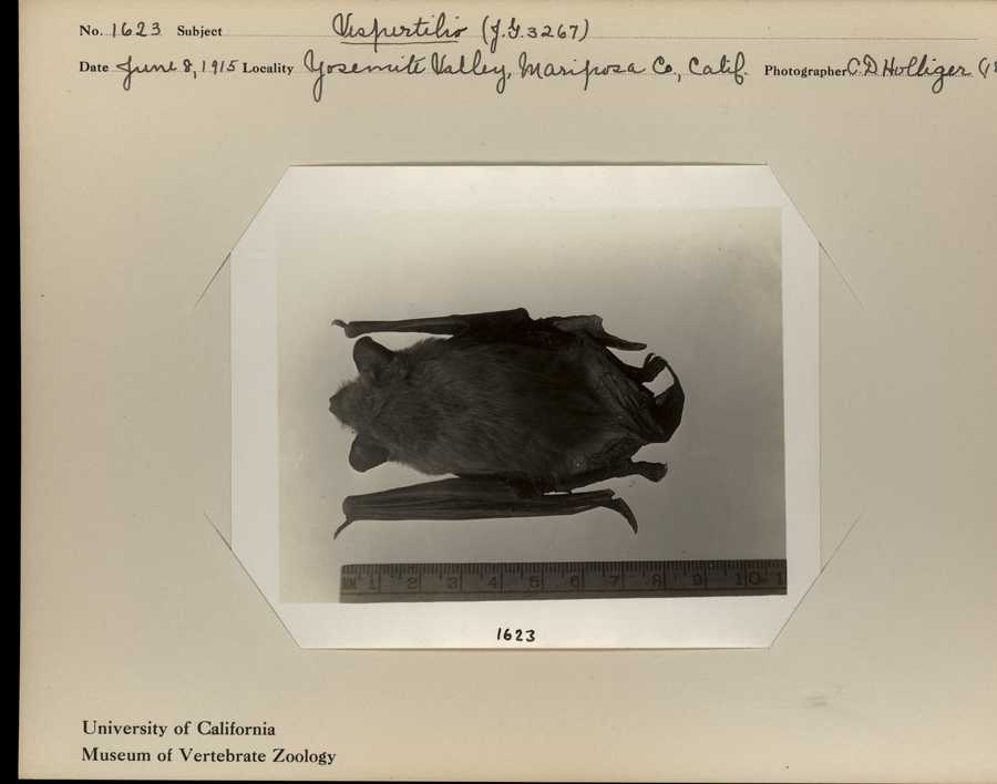 Eptesicus fuscus bernardinus