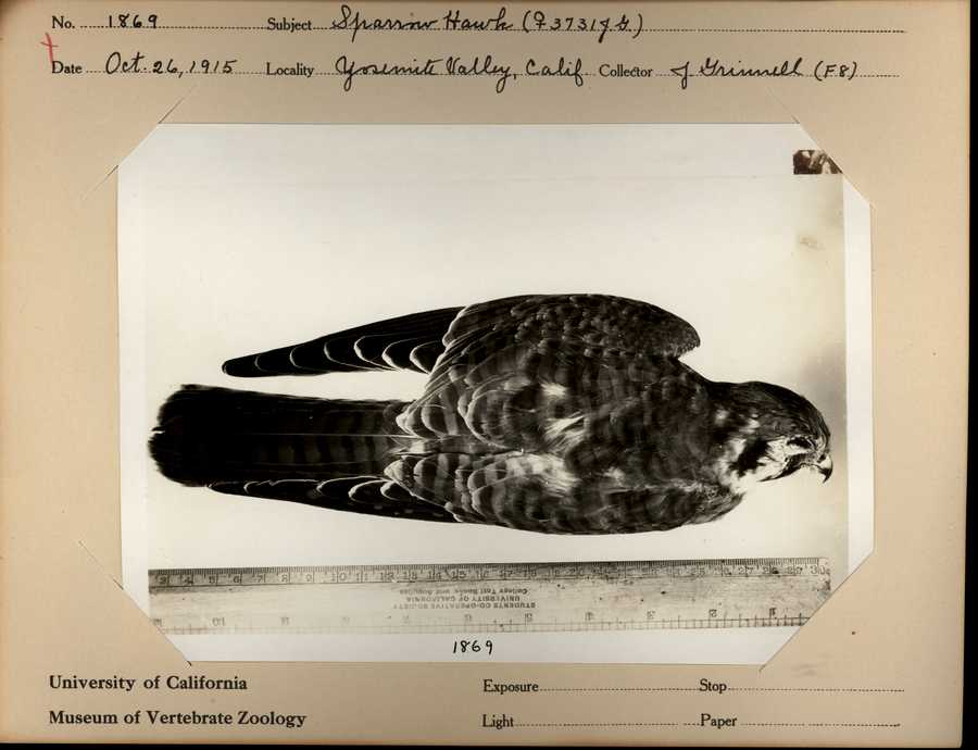 Falco sparverius sparverius