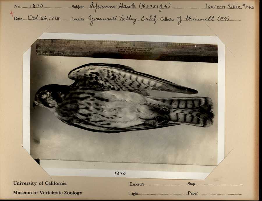 Falco sparverius sparverius