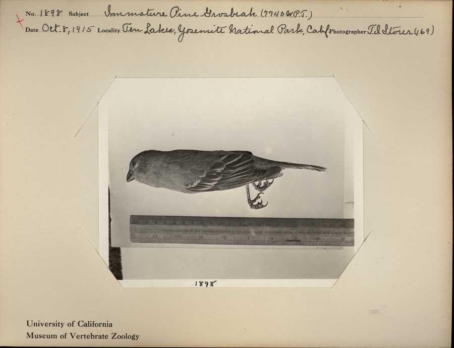 Pinicola enucleator californicus
