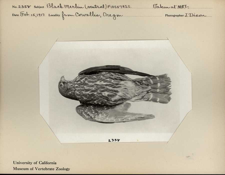 Falco columbarius suckleyi
