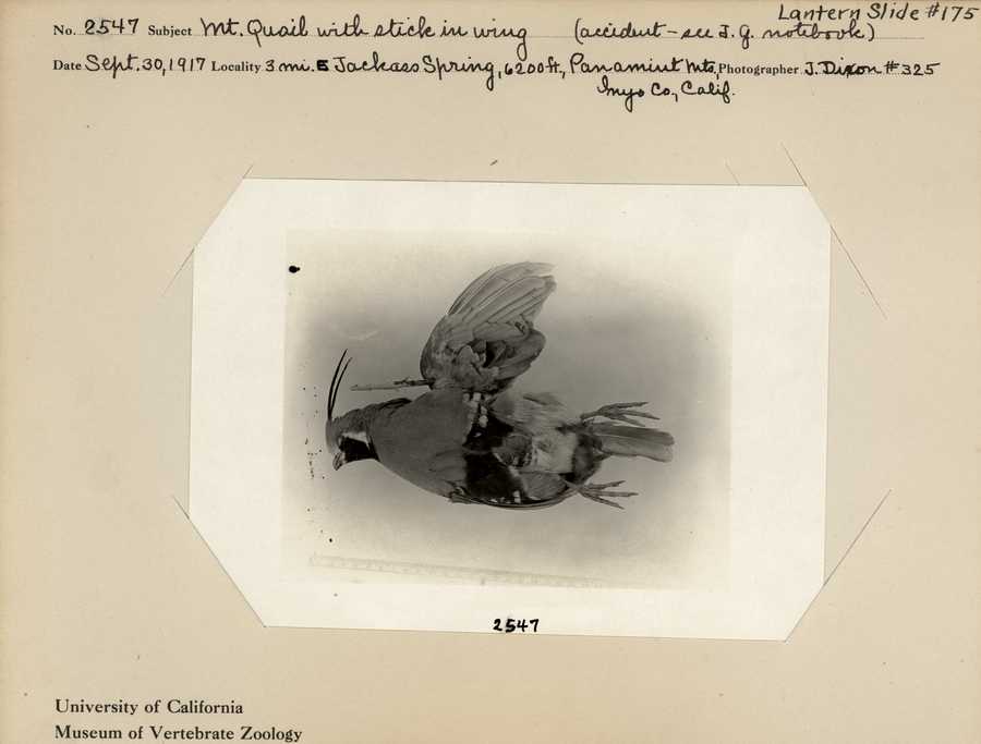 Oreortyx pictus eremophila