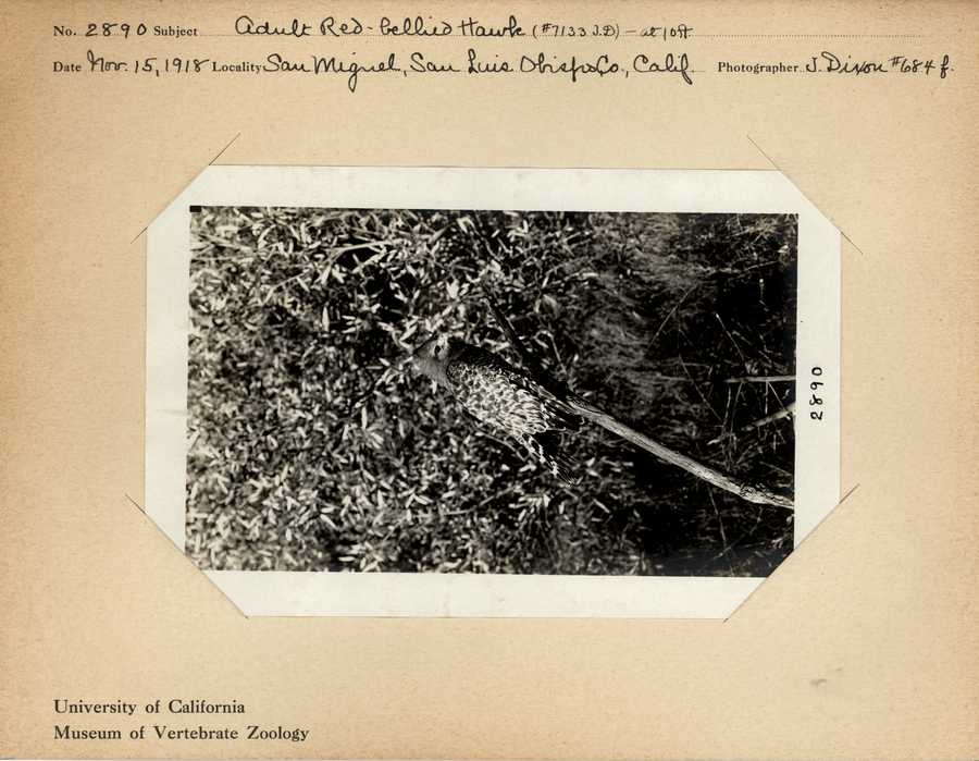 Buteo lineatus elegans
