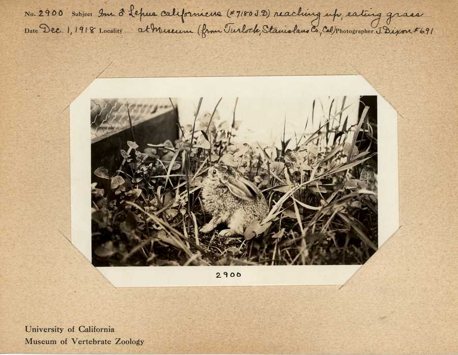 Lepus californicus californicus