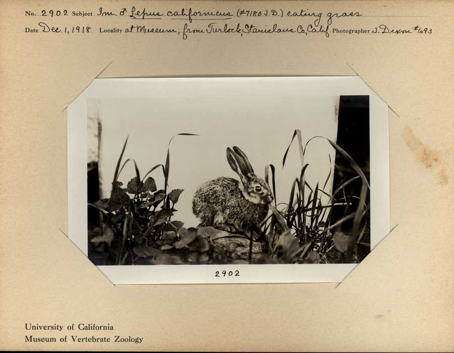 Lepus californicus californicus