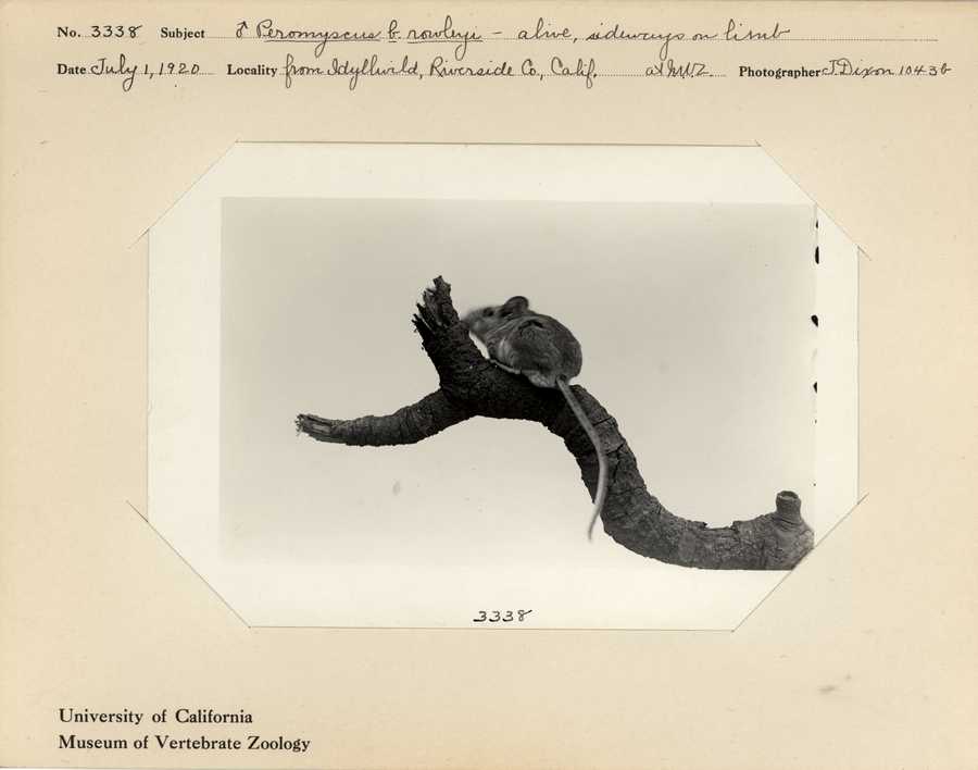 Peromyscus boylii rowleyi