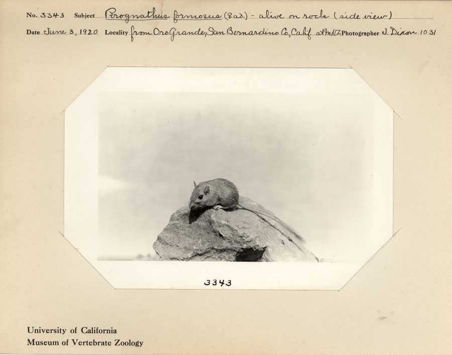 Chaetodipus formosus