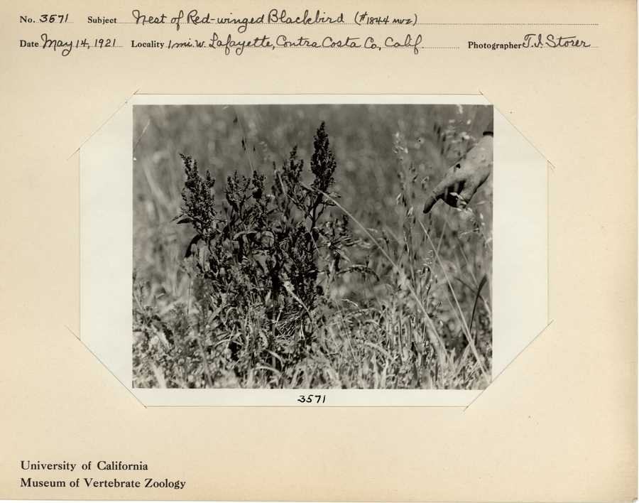 Agelaius phoeniceus californicus