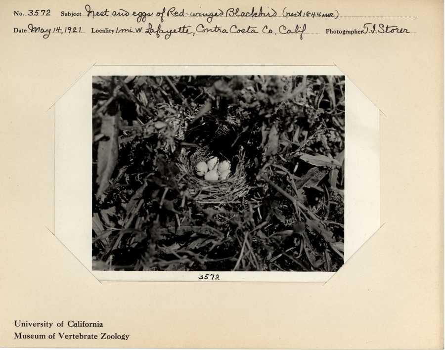 Agelaius phoeniceus californicus