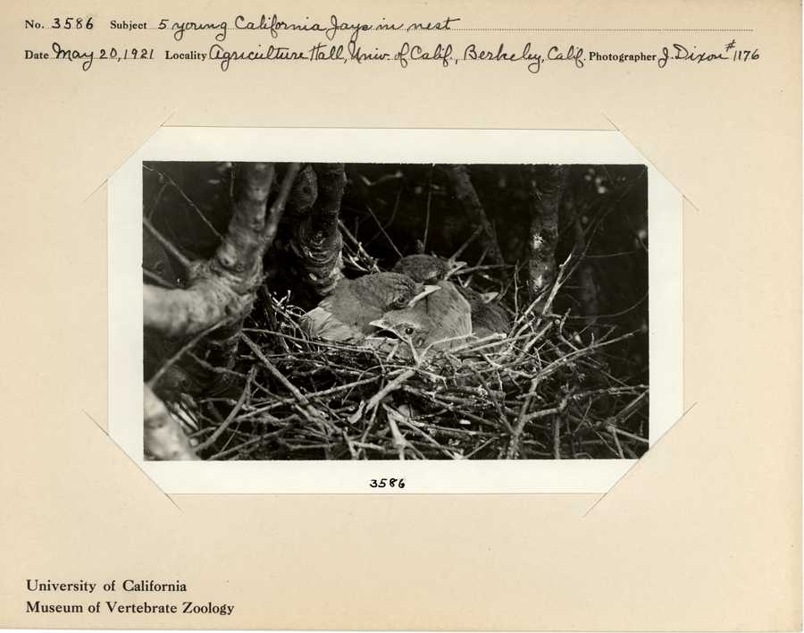 Aphelocoma californica