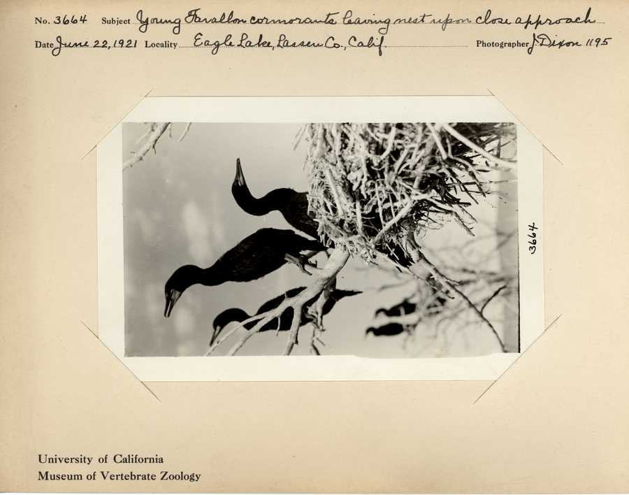 Nannopterum auritum albociliatum