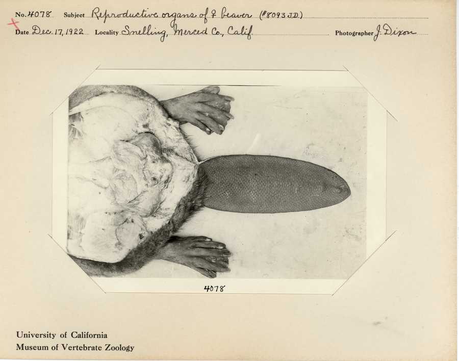 Castor canadensis subauratus
