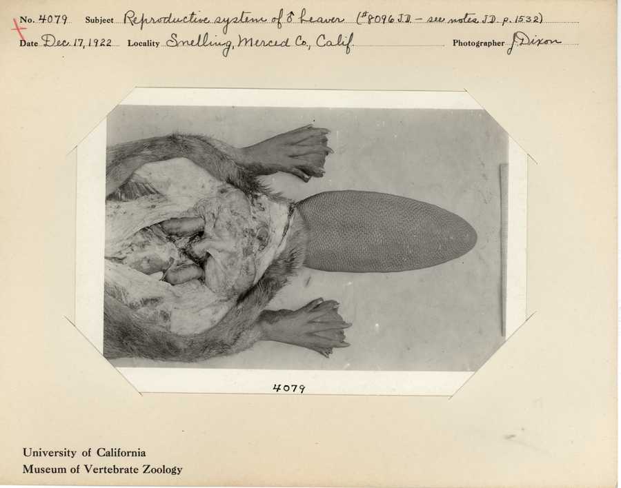 Castor canadensis subauratus
