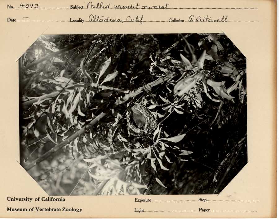 Chamaea fasciata