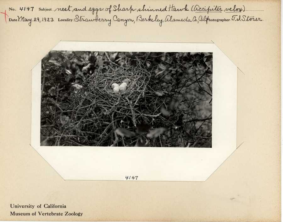 Accipiter striatus velox