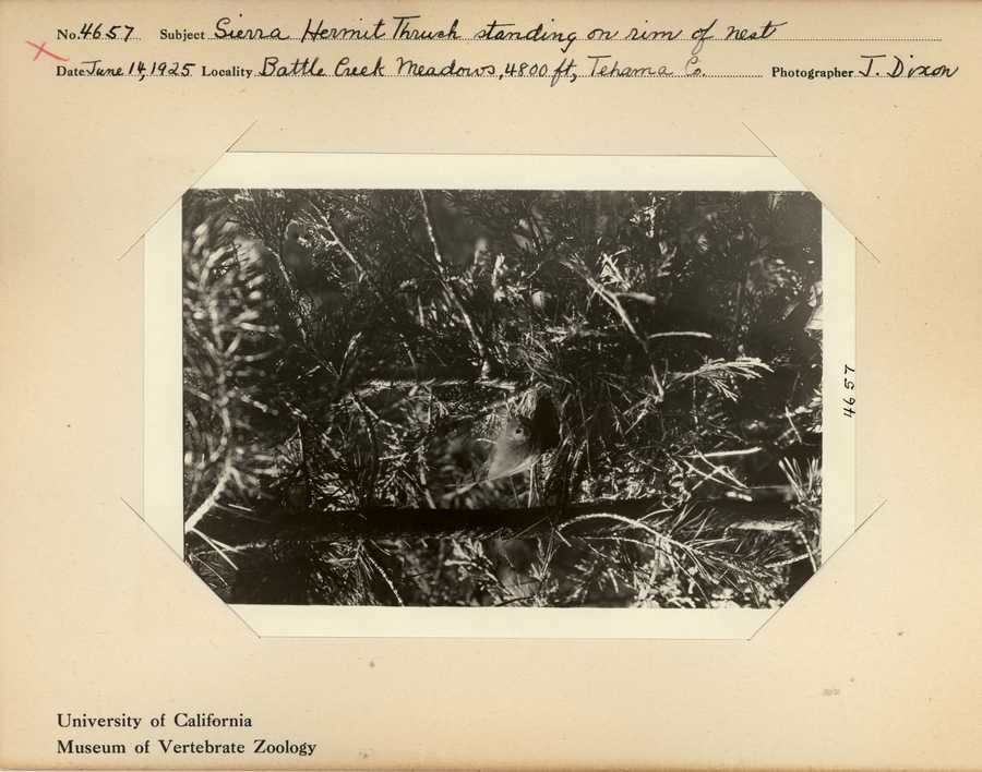Catharus guttatus sequoiensis