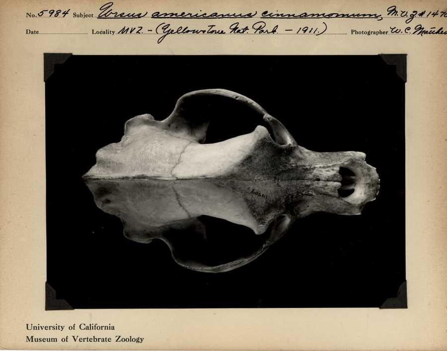 Ursus americanus ssp.