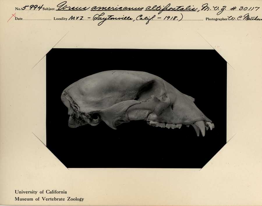 Ursus americanus ssp.
