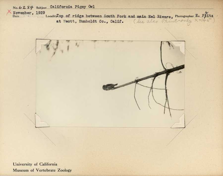 Glaucidium gnoma californicum