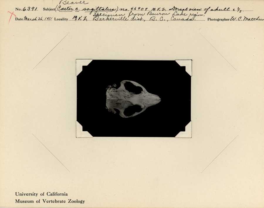 Castor canadensis sagittatus