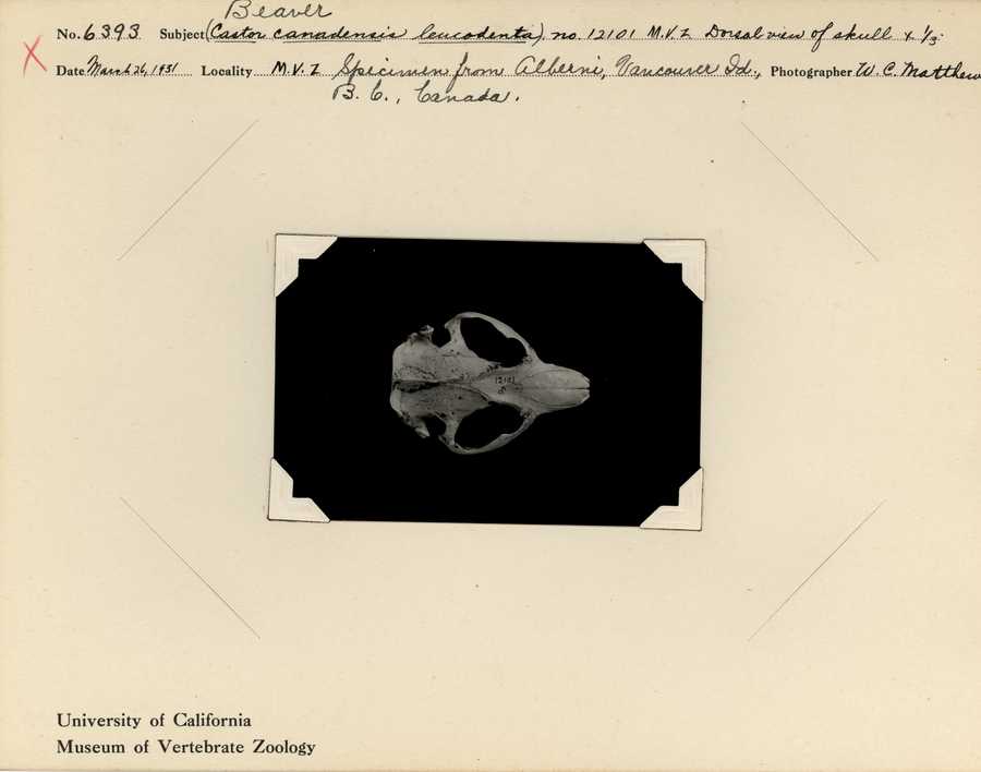 Castor canadensis leucodontus