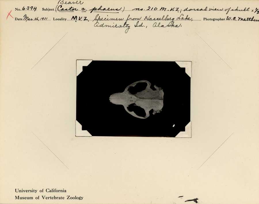 Castor canadensis phaeus