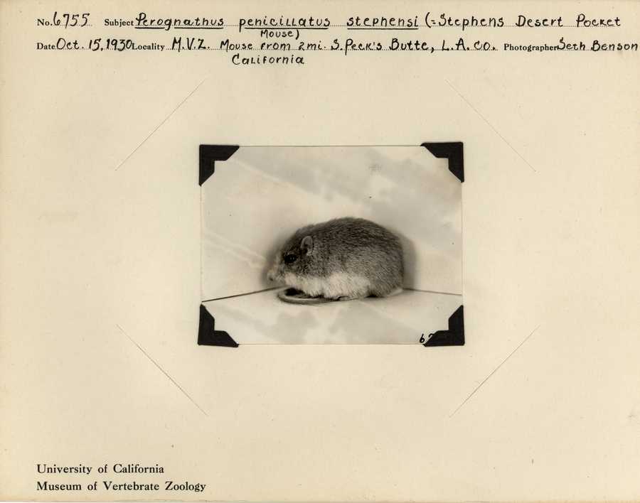 Chaetodipus penicillatus stephensi