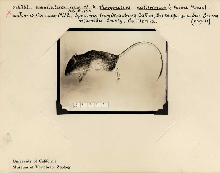 Chaetodipus californicus