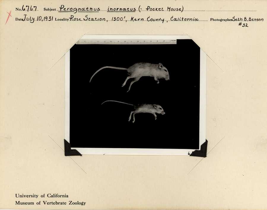 Perognathus inornatus