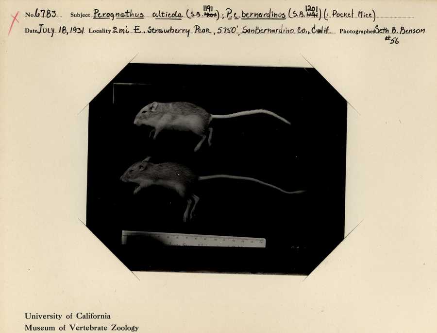 Chaetodipus californicus bernardinus