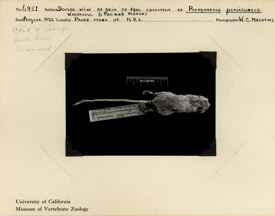 Chaetodipus penicillatus