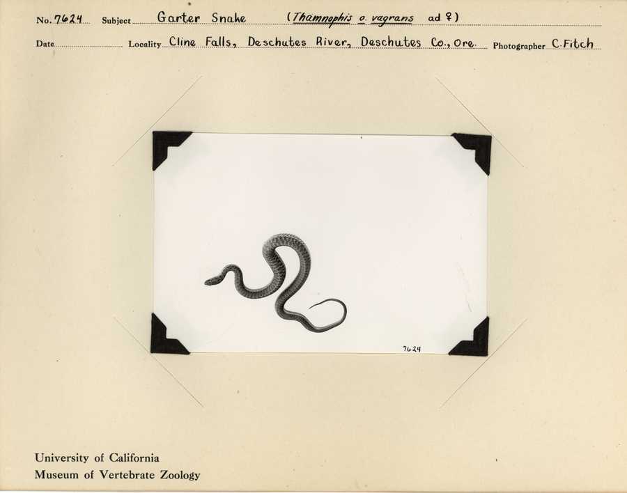 Thamnophis elegans vagrans
