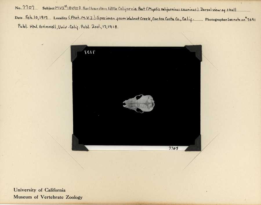 Myotis californicus caurinus