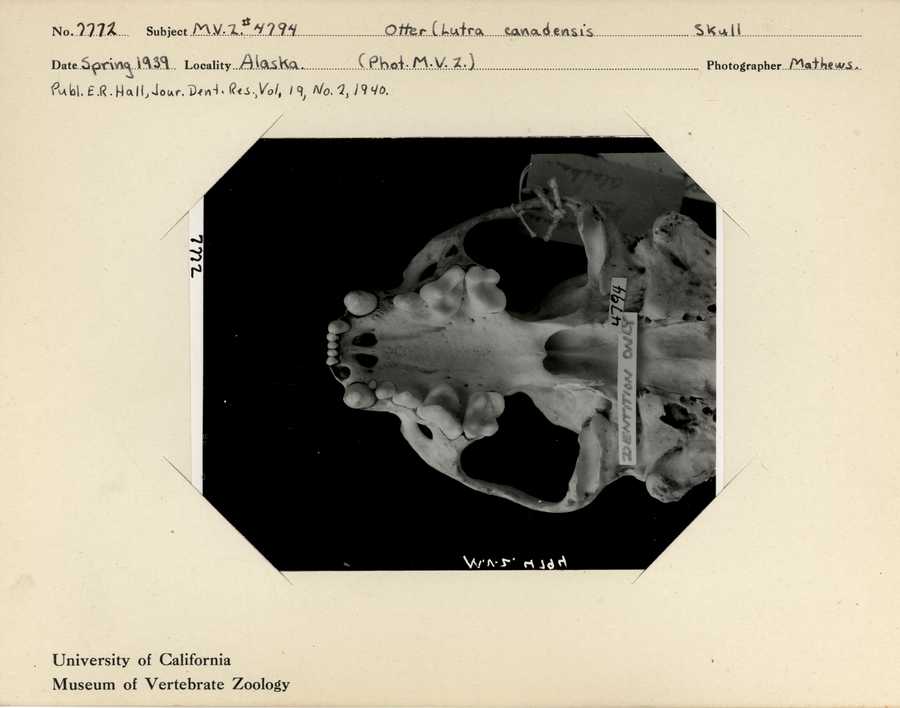 Lontra canadensis periclyzomae