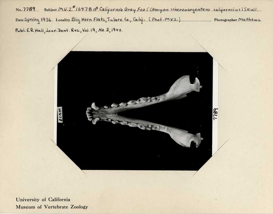 Urocyon cinereoargenteus californicus